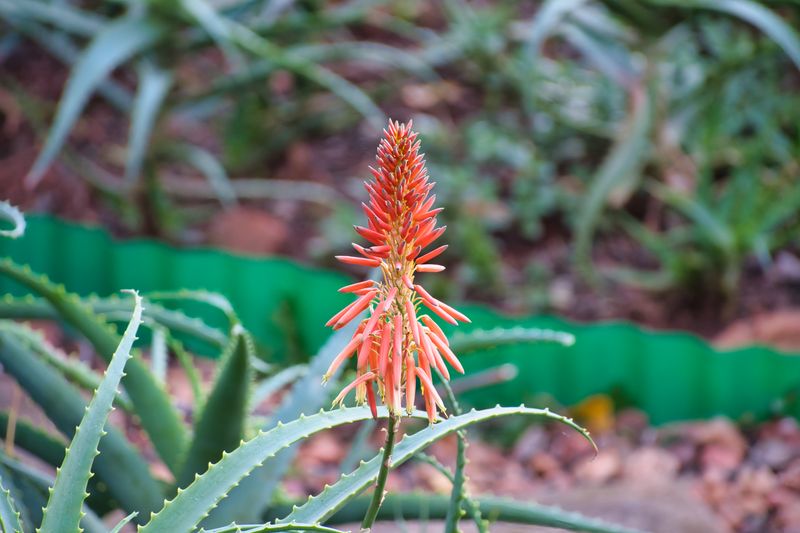 Flowering aloe in a Pretoria garden